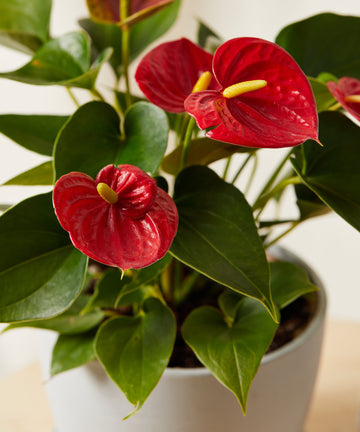 Red Anthurium