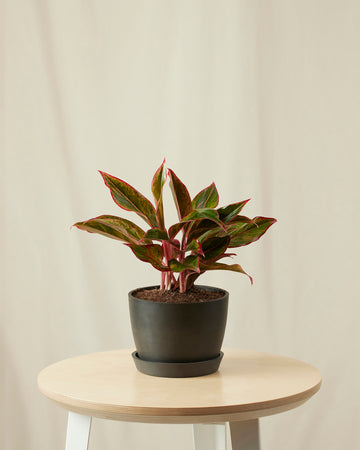 Aglaonema Siam