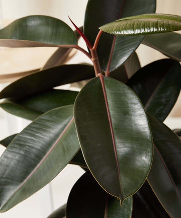 Burgundy Rubber Tree